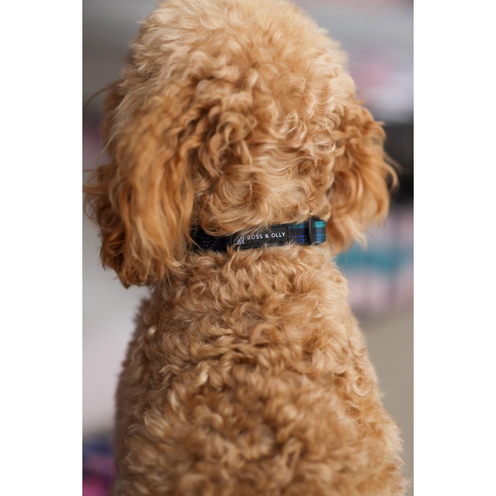 Boss & Olly Dog Collar (Forest Plaids)