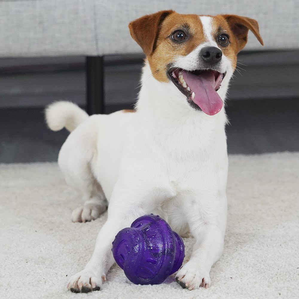 GiGwi Rolling Bell Ball Dog Toy