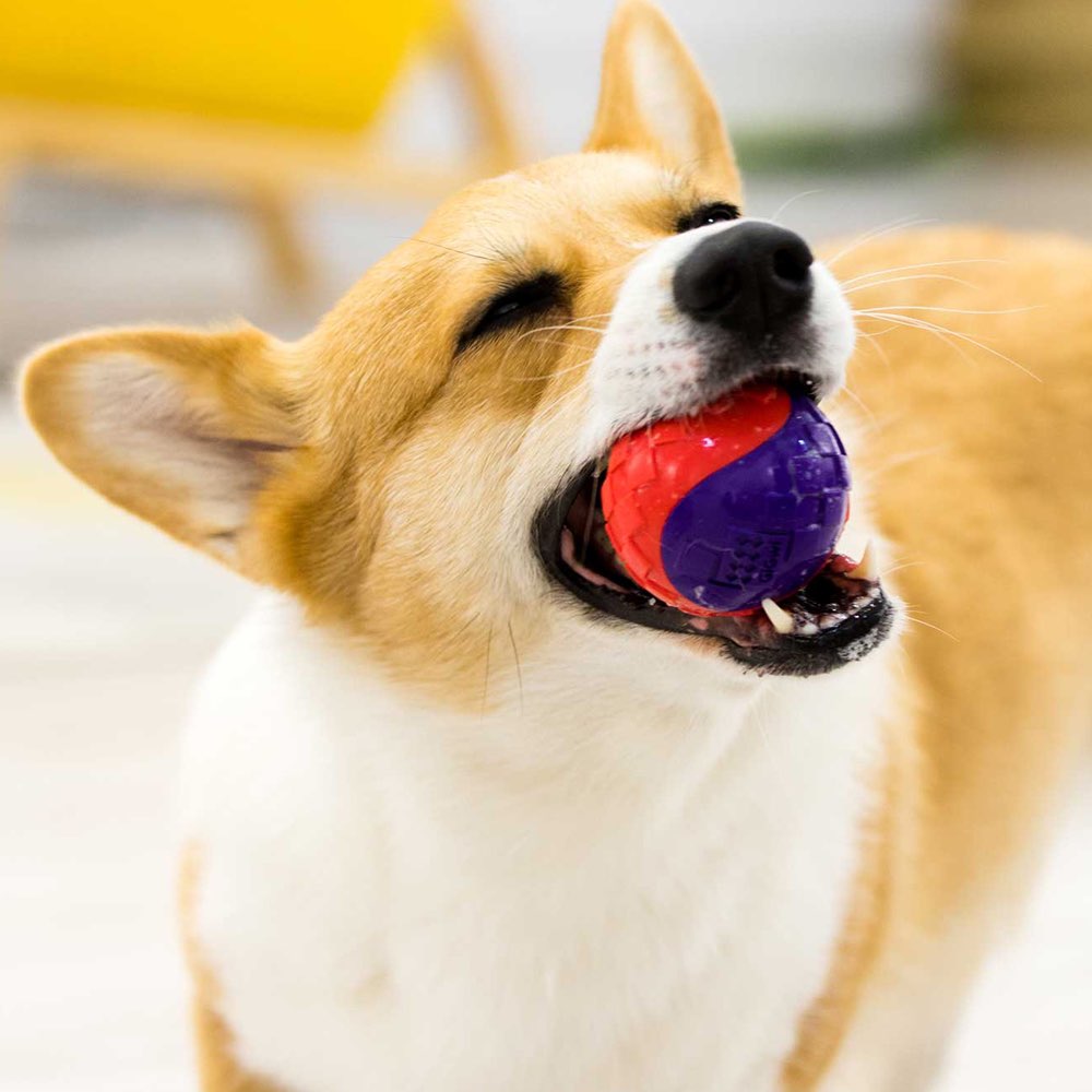 GiGwi Squeaky Ball Dog Toy (Red/Purple)